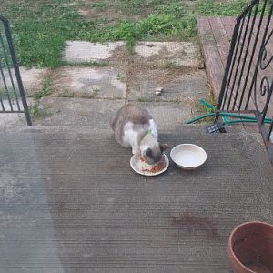 Stray cat, pregnant and with a stuck collar