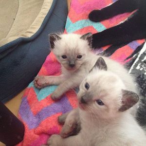 What colour are these kittens?