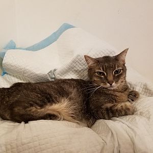 My first cat has FIP and I must choose when to euthanize her