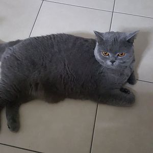 Is my cat too fat?