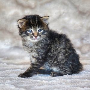 Testing for FIV and FLV in kittens