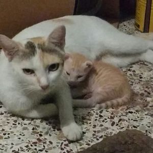Care for feral mother cat and single kitten