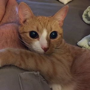 Cat with vision issues acting more afraid
