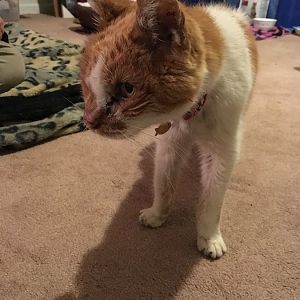 Stray Cat in Critical Condition!! Please Help!!