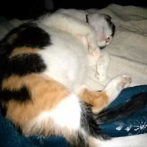 Fostering Pregnant Cat