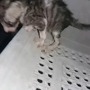 Help, Abandoned kitten.