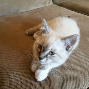 Help Me Identify My Kitty's Breed/Mix, Please?