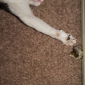 Help! Advice on Feline Acne