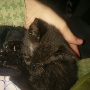Help Need Help Kitten