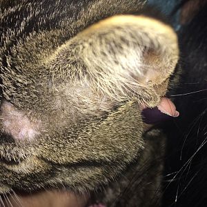 Bald spot above kitten's eye