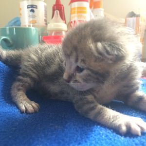 Help please 5 day old kitten
