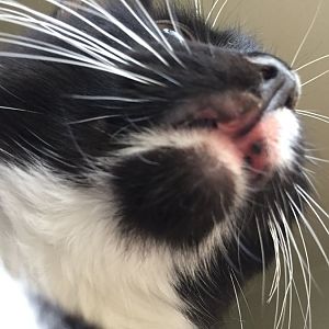 Cat with rodent ulcers.