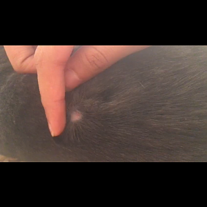 What are those on my cats' skin?