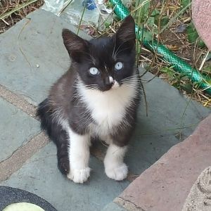 Normal for black and white cat to have blue eyes?