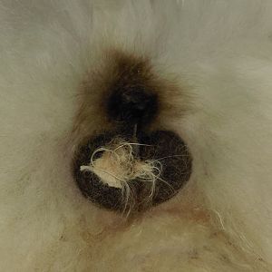 Castration: Is it normal for fur to get stuck on incision site? warning:pics