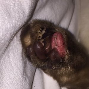 Cat's toe is swollen and losing fur