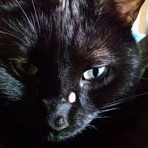 Scab on my Kitty's nose  - growing Any advice?