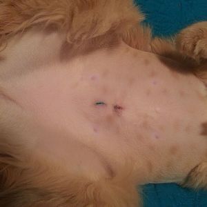 5 Month old kitten spay insight!!