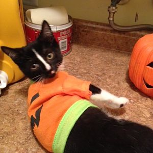 Happy Halloween from Smedley!