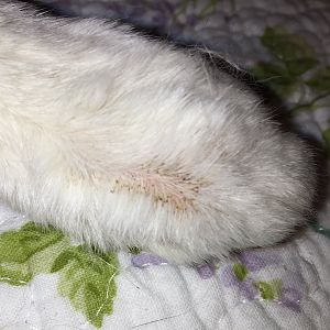 6 Things I Learned from Our Ringworm Plague (book length....)