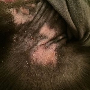 Skin problem with stray kitten.  Need advice!