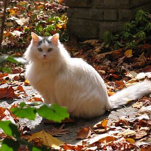 Questions About Bringing a Feral Cat Inside
