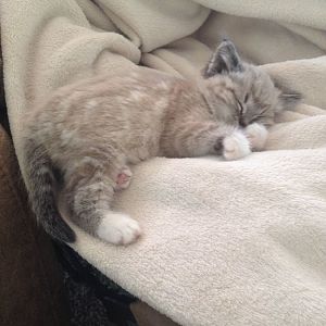 Help name my kitten