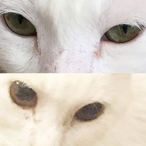 Dramatic changes in senior cats eye color?