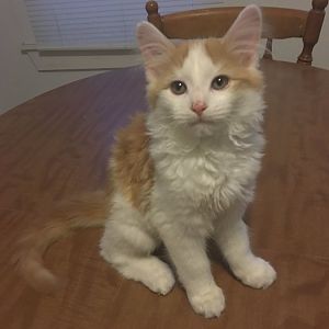 Update: My Three Month Old Kitten