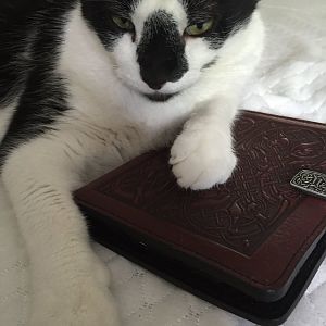Mom's Cat Chaplin lost