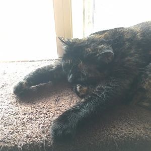 Need help with picky cat!