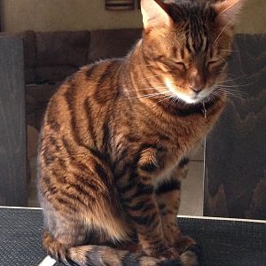 Lost cat -PLEASE HELP-