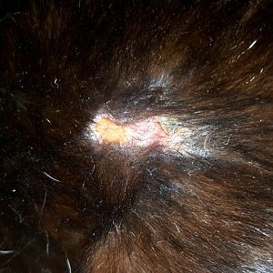 Could this be ringworm? (GRAPHIC IMAGES)