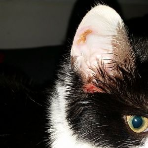 Kitten with ear trouble