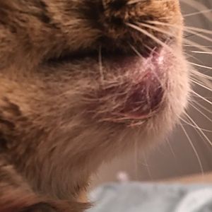 Cat has red mouth, sore and bleeding