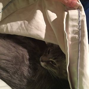 Submit your picture of your cat inside... anything! Picture Of The Month September 2016