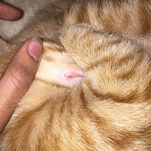 Kitten has a infection on his upper lip