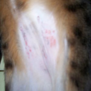 Bengal cat has tummy rash, need advice please