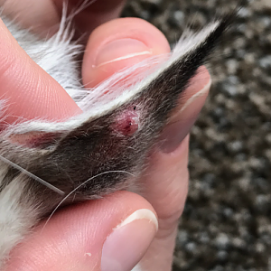 Red bump on cats ear. Need help!!