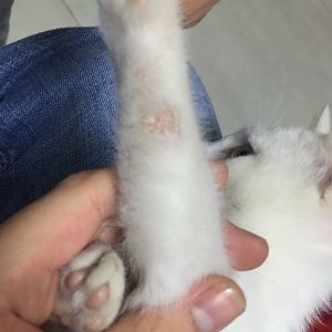 Help identifying cat skin problem
