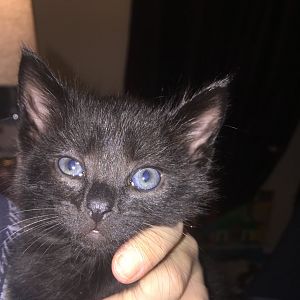 New kitten! Can anyone tell how old?