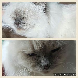 What age is my ragdoll?