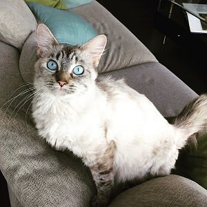 Post your favorite photo of your cat!