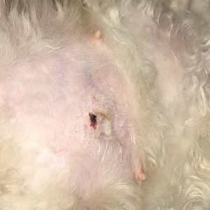 Spay incision healing properly?