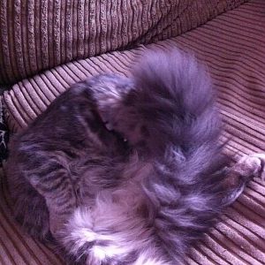 Fluffy tail