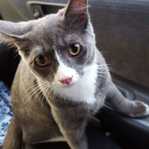 our kitty is lost please help ! :(