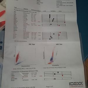 Please help me with this bloodwork