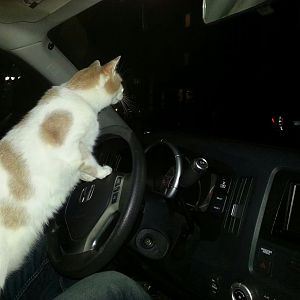 Is my cat a Turkish Van?