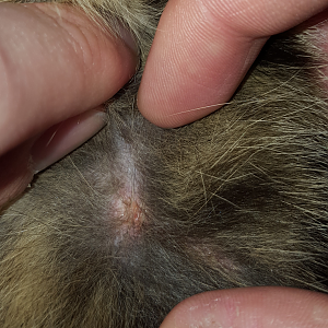 Small wound on cat
