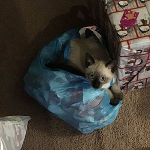 Jinx's first Christmas